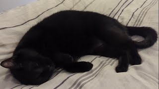 black kitty too comfy to move