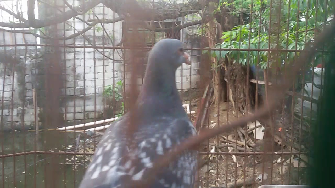 Alagang Ibon - YouTube