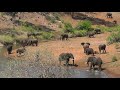 SOUTH AFRICA giraffe, elephant and more, Kruger n.p. (26 Oct 2015)