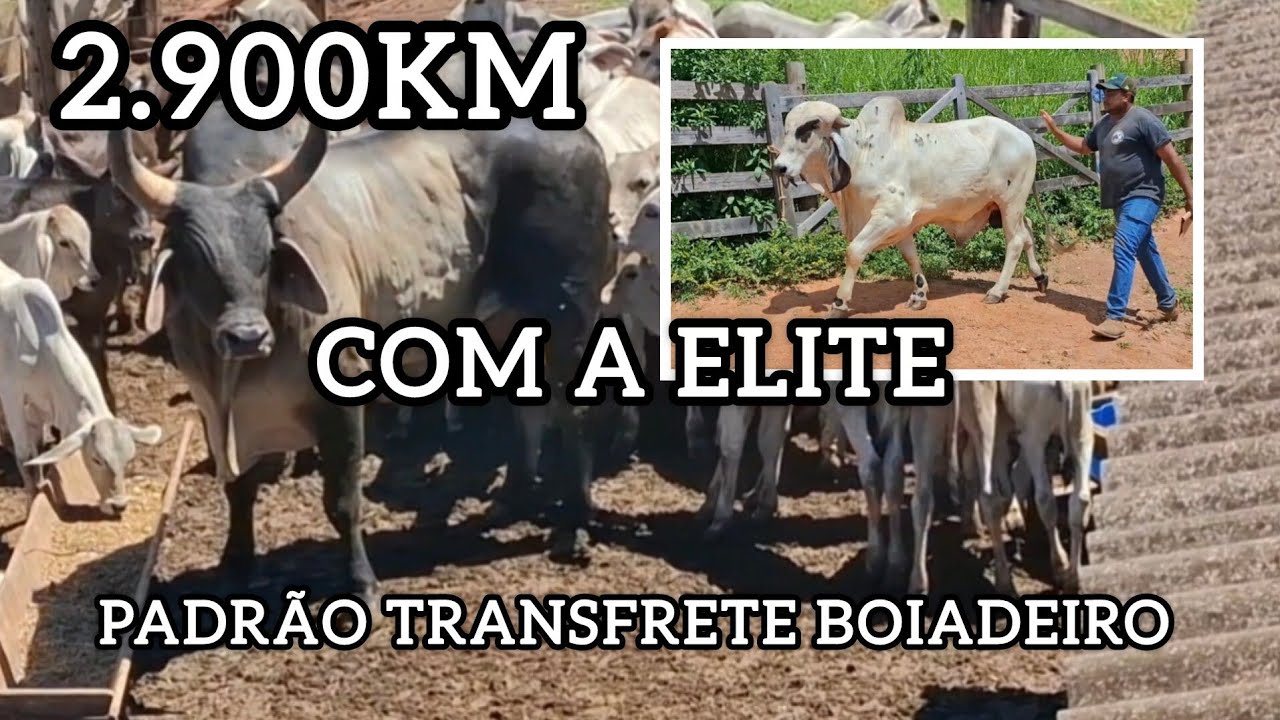 2.900kM COM GADO DE ELITE!🏆🏆