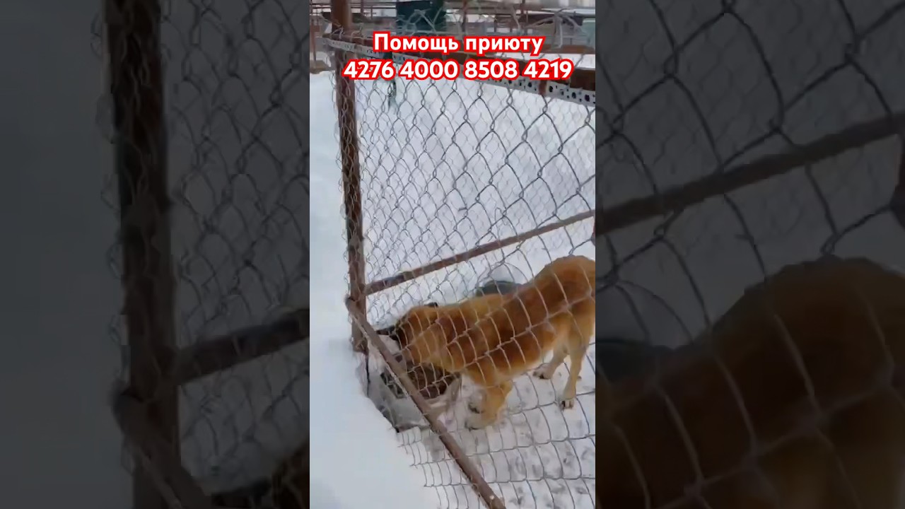 Это нас СПАСАЕТ