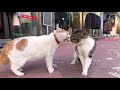 2只猫咪吵架，见面就吵的那种 | 2 cats quarrel, the kind of noisy when they meet