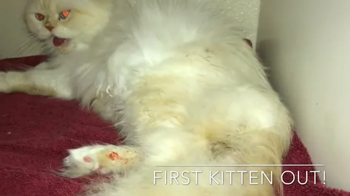 Video 504491: flame point himalayan persian, persian cat, cat kitten, healthy kittens