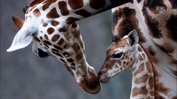 The Environment Movement: Video One