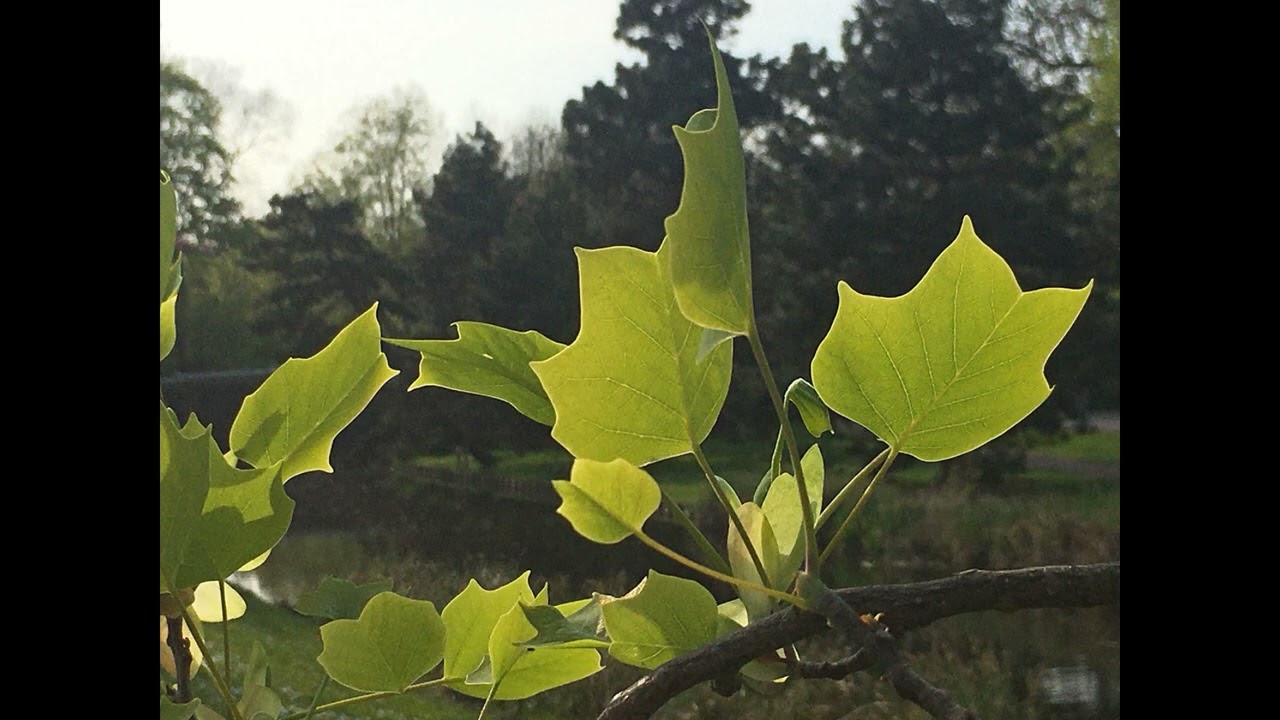Viering De Zijp 23 januari 2022