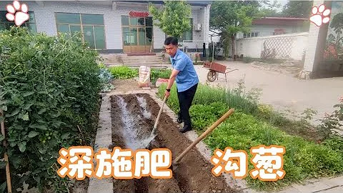 河北70后老师种大葱，省时、省力、不生病虫害，葱还长的粗壮 - 天天要闻