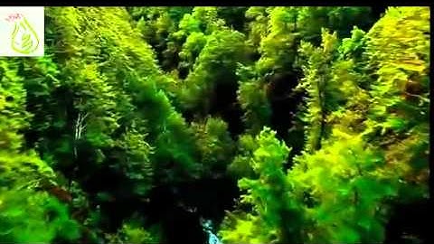 قراءة جميلة من صلاة العشاء للشيخ :عبدالله القرافي سورة المزمل