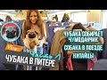 Чубака в Питере (ч.1) / Собака в поезде / Китайцы / Chubaka Vlog!