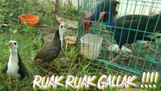 Burung Ruak Ruak Galak Banget Berani Melawan Burung Mandar Biru (Baburak)
