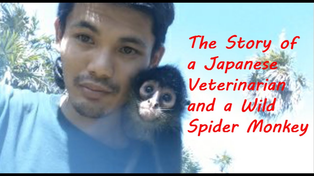 The story of a Japanese Veterinarian and Wild Spider Monkey YouTube