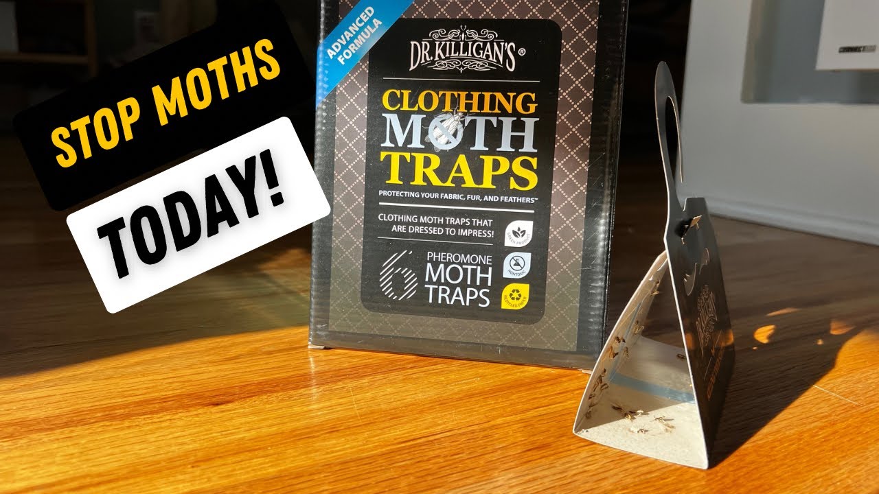 Premium Clothing Moth Traps | 6 Traps