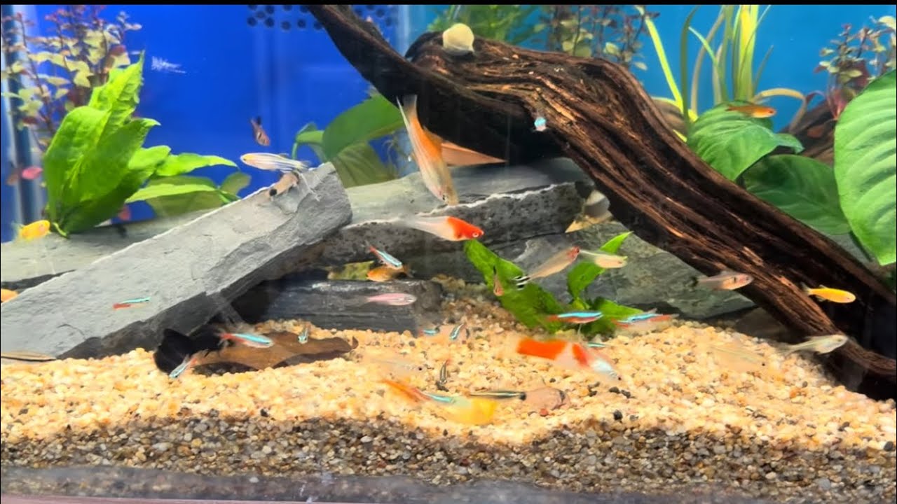 🦈🐠Önce Boştu  Şimdi Balık Kaynıyor! 🐠AKVARYUM BALIKLA DOLDU 😄🐠🦈