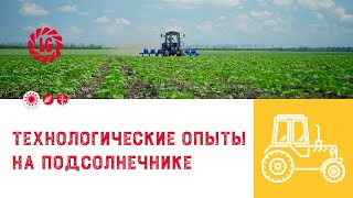 🌻 Технологические опыты на подсолнечнике / Демоцентр “Лимагрен”