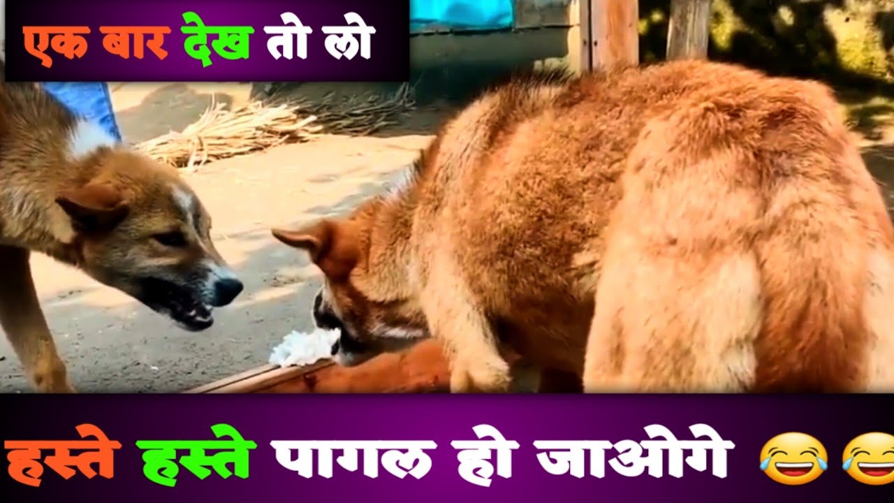 Funny Mirror Prank On Dog 😂 Watch Funny Comedy Mirror Prank On Dog