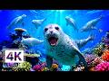 4K Deep Blue Journey - 🌊 Coral Reef Fish Tank with Meditation Music for Deep Sleep, Stress Relief