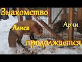 Алиса лиса. Интерес Алисы к лису Арчи всё больше.