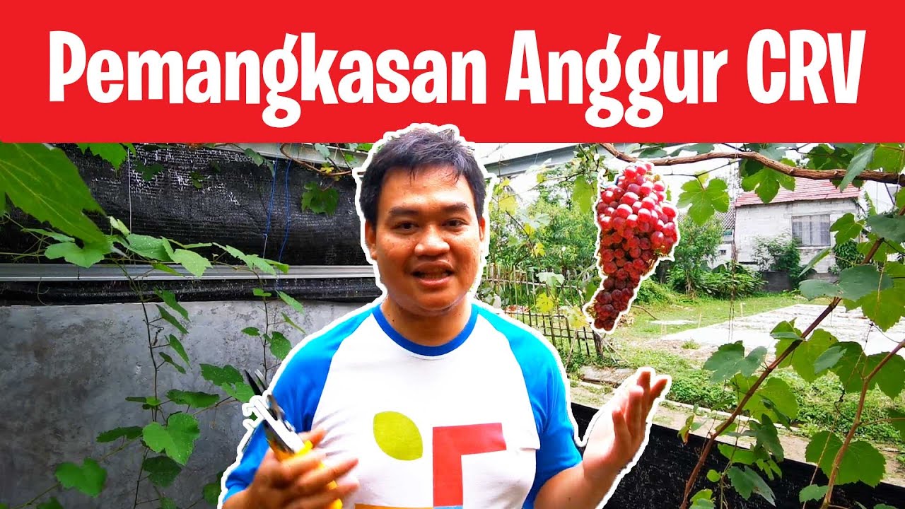 Pangkas Pembuahan Perdana Anggur Carnaval