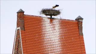 Storchennester bei Augsburg - Stork nests west of Augsburg