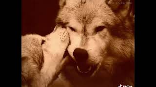 Whatsapp Üçün Maraqlı Statuslar Dosta Aid Videolar. Sounds App Status Üçün Qısa Videolar.