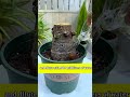 1 Bottle Beer = 100 Flowers? Crazy Gardening Hack! 🌸🍺