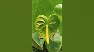 GREEN ANTHURIUM FLOWER #anthurium #green #flowers #plantita #plantlover #shorts