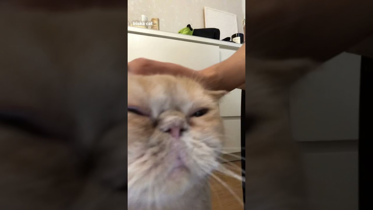 exotic shorthair cat sounds