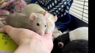 POV: Treat BONANZA for my 5 (!!!) rats  juvenile to SUPER senior