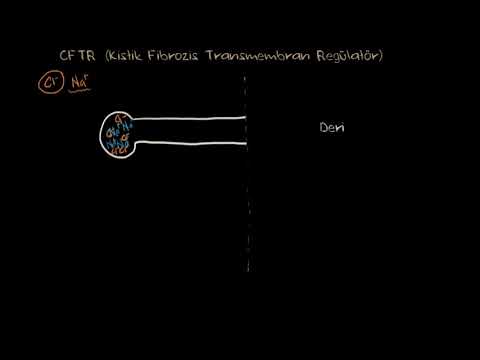 Kistik Fibrozis Patofizyolojisi (Fen Bilimleri) (Sağlık ve Tıp)