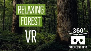 Relaxing Forest VR - Joyce Kilmer Memorial Forest in 3D 360° VR