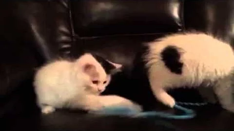 Video 1164501: sphynx munchkin, adorable munchkin kitten, munchkin kitten playing, cattery