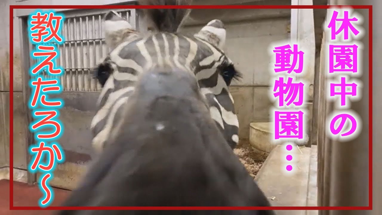 【今しかできないことを】休園続く天王寺動物園　奮闘するスタッフに密着‼︎