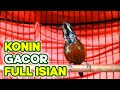 Suara Burung Kolibri Ninja Konin Gacor Cocok Dijadikan Terapi Dan Masteran Konin Ijoan Mp3 - Mp4 Download