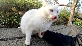 白猫が「ベンチに座ろうよ！」と誘ってきた