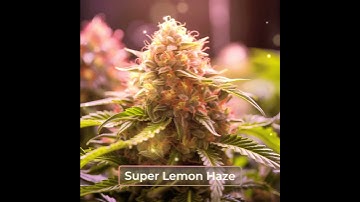 𝗦𝘂𝗽𝗲𝗿 𝗟𝗲𝗺𝗼𝗻 𝗛𝗮𝘇𝗲