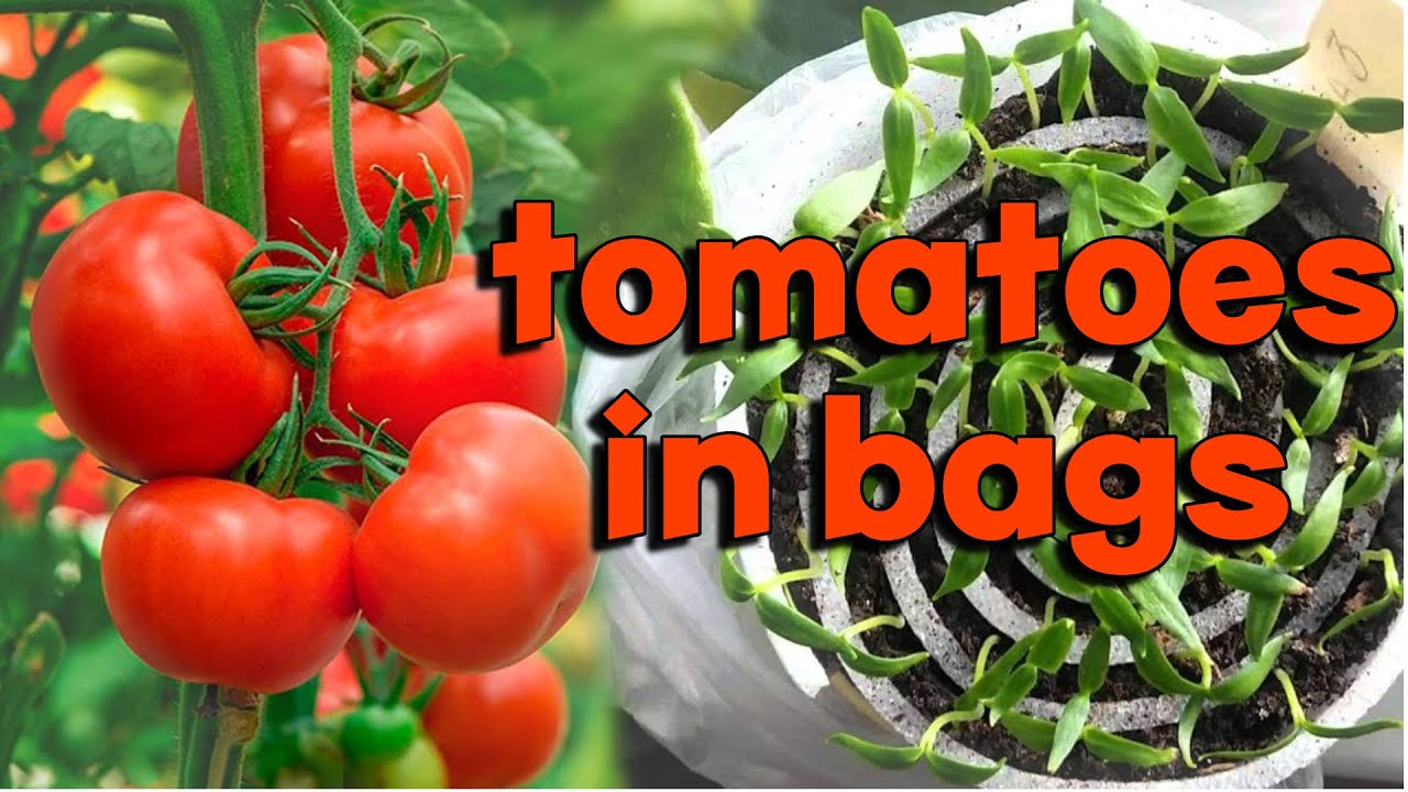 The easiest way to grow tomatoes in bags YouTube