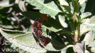 V05204Avchd Gabbs Checkerspot Butterfly Mating Pair1