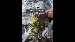 Getting the Sweet Potato Slips in the Ground #gardening #sweetpotatoes #gardenwork #vegetablegarden