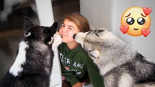 Huskies Kissing Girl Is The Cutest Thing Ever!