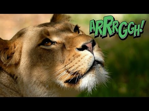 Video: Jak Se Savci Liší Od Ostatních Zvířat