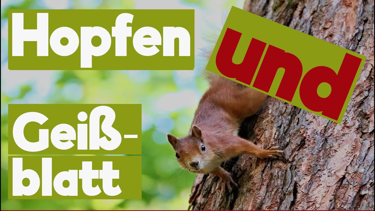 Kletterpflanzen. Die Artisten unter den Pflanzen (Hopfen und Geißblatt)
