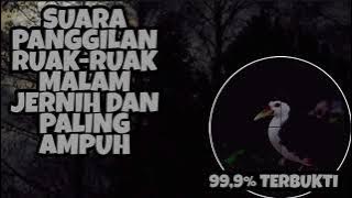 Suara pikat ruak ruak malam hari di jamin josss