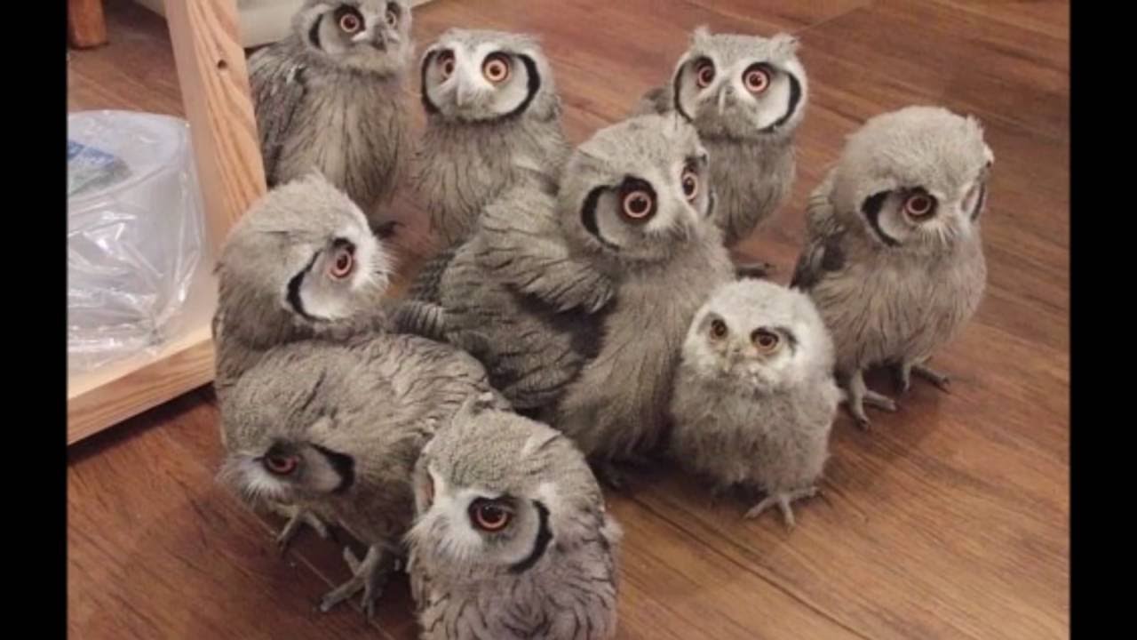 Cute Baby Owls 3 - YouTube