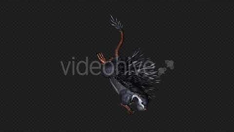 Cape Porcupine Attack Pack03 4 In 1 | Motion Graphics - Envato elements