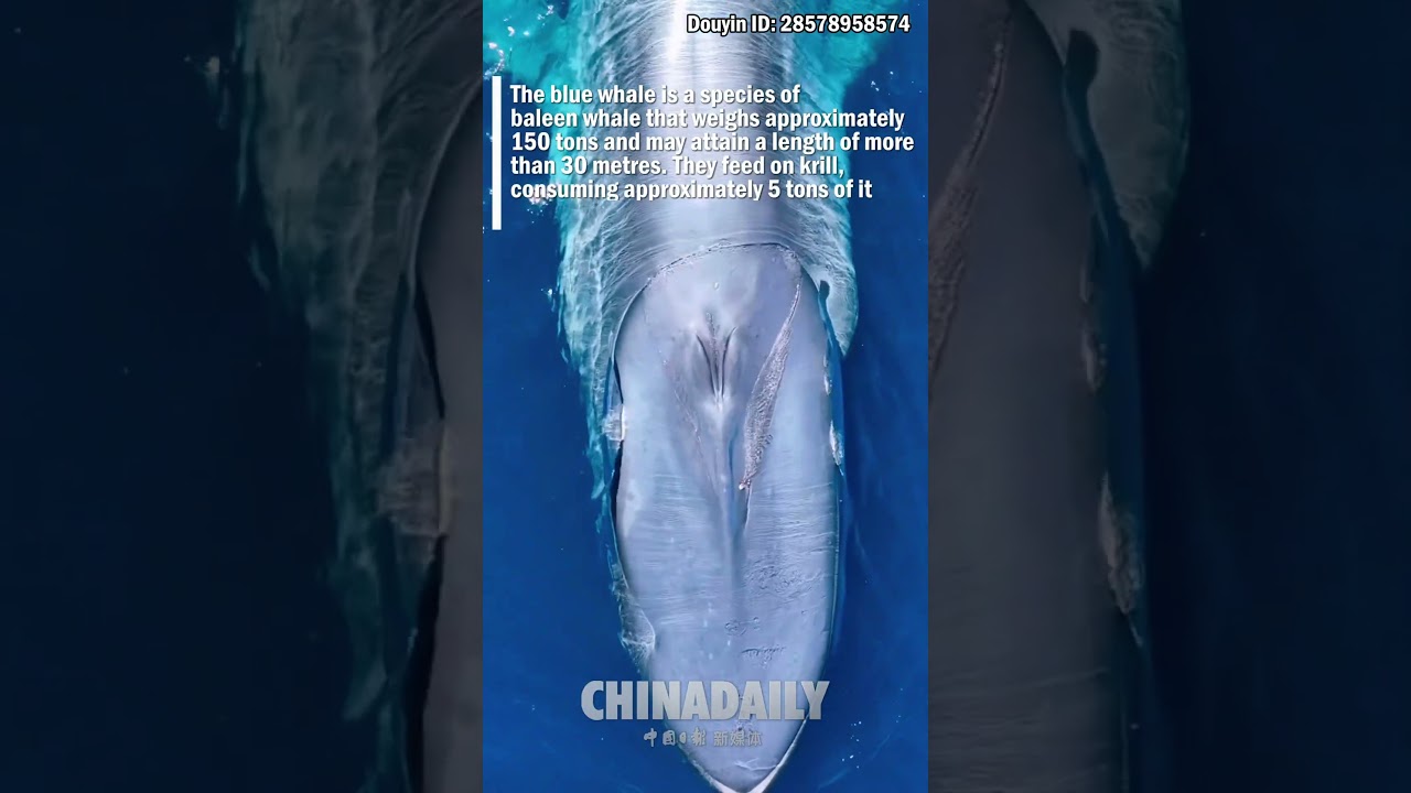 Blue whale comes up for air