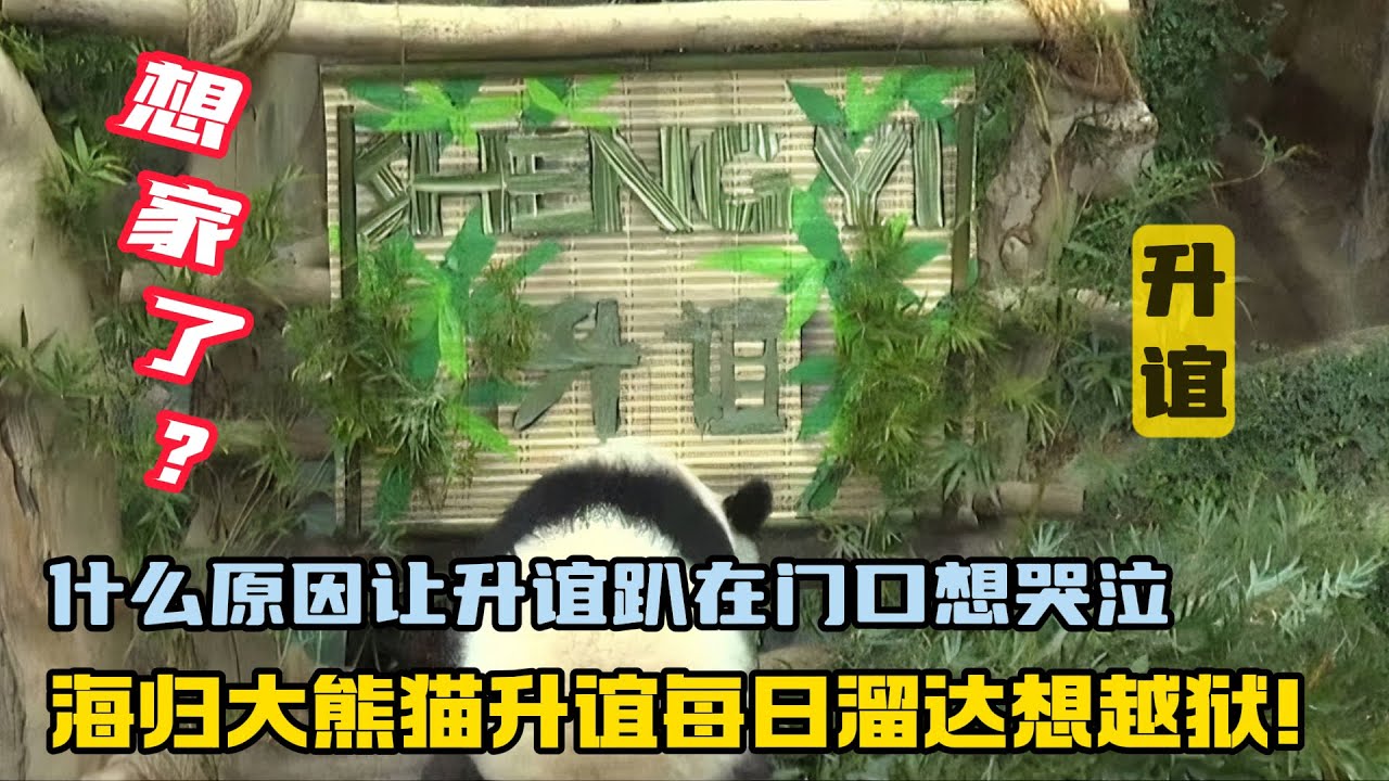 『升谊』什么原因让升谊趴在门口想哭泣，海归大熊猫升谊每日溜达想越狱