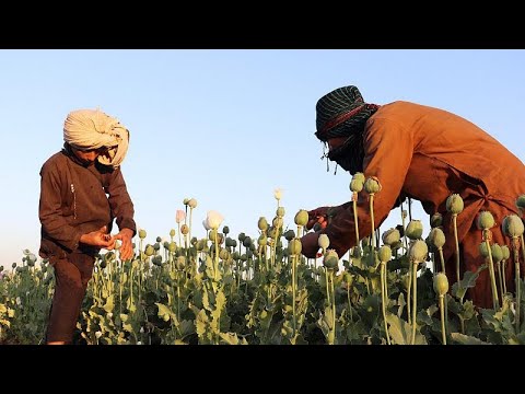 Los talibanes que gobiernan Afganistán prohíben el cultivo de amapolas