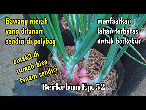 Tanaman bawang merah yang ditanam sendiri di kebun atap rumah || Berkebun Ep. 52