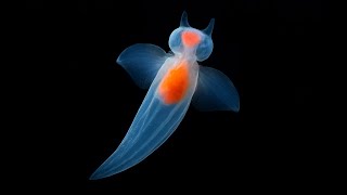 Natures Invisible Creatures Revealed