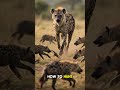 🐺 Wolf vs  Hyena Pack Leaders! #Shorts