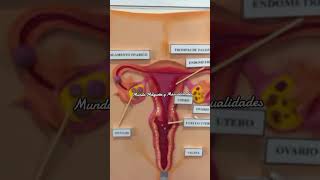 Idea Maqueta del aparato reproductor Femenino